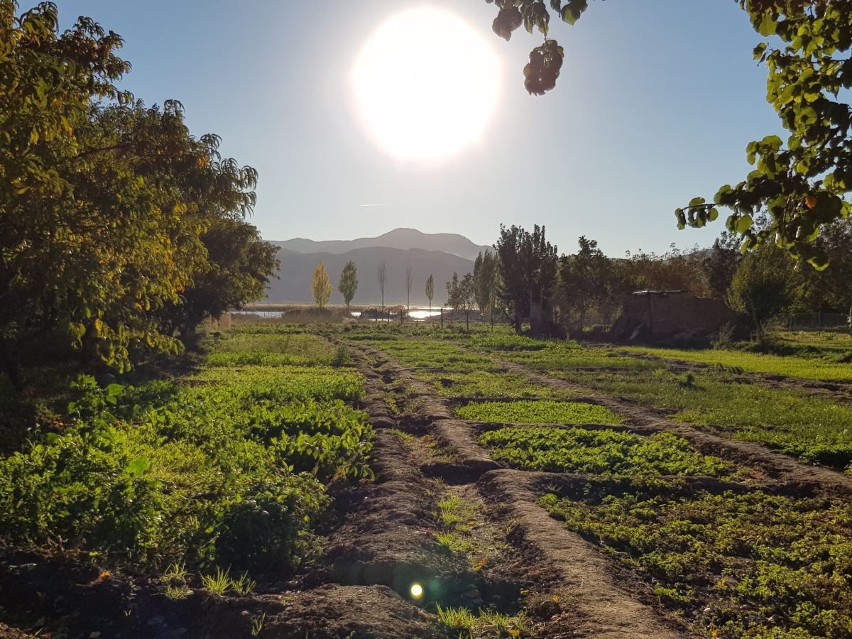 Global Commitments and Collaborations: COP28 Outcomes for the Food Systems&nbsp;Transformation